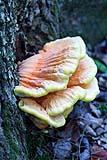 Chicken of the Forest 2016